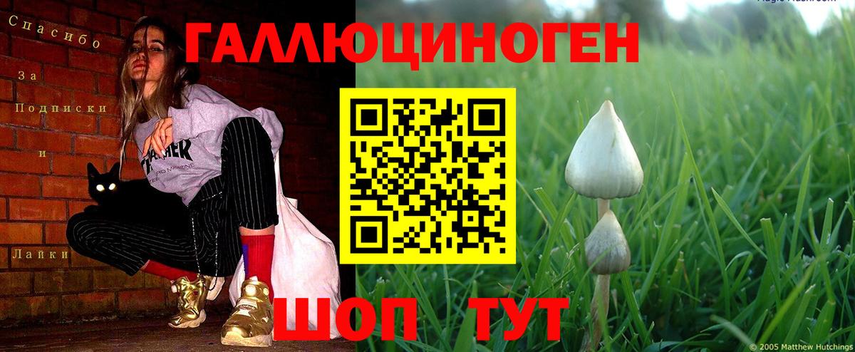 Псилоцибиновые грибы Psilocybe Чебоксары
